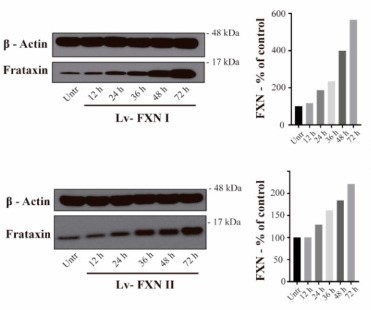 Intracellular localization of frataxin isoform I and II.jpg